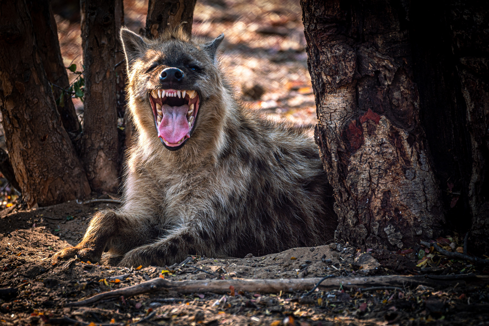 Hyäne im Simbabwe Nationalpark Foto & Bild youth, natur, reisen Bilder auf