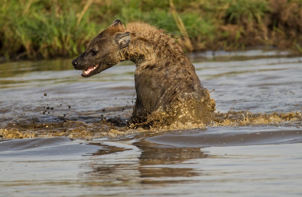 Hyäne im Wasser