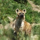 Hyäne im Zoo