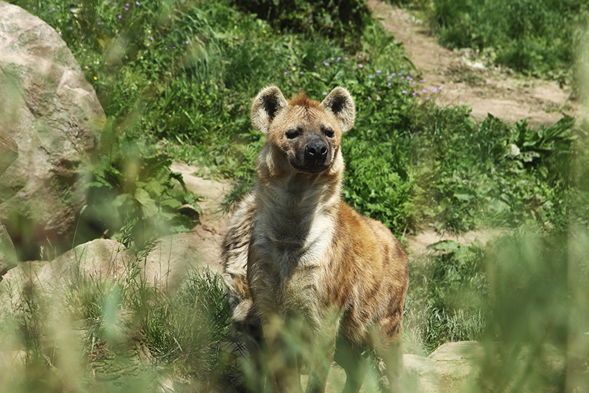 Hyäne im Zoo