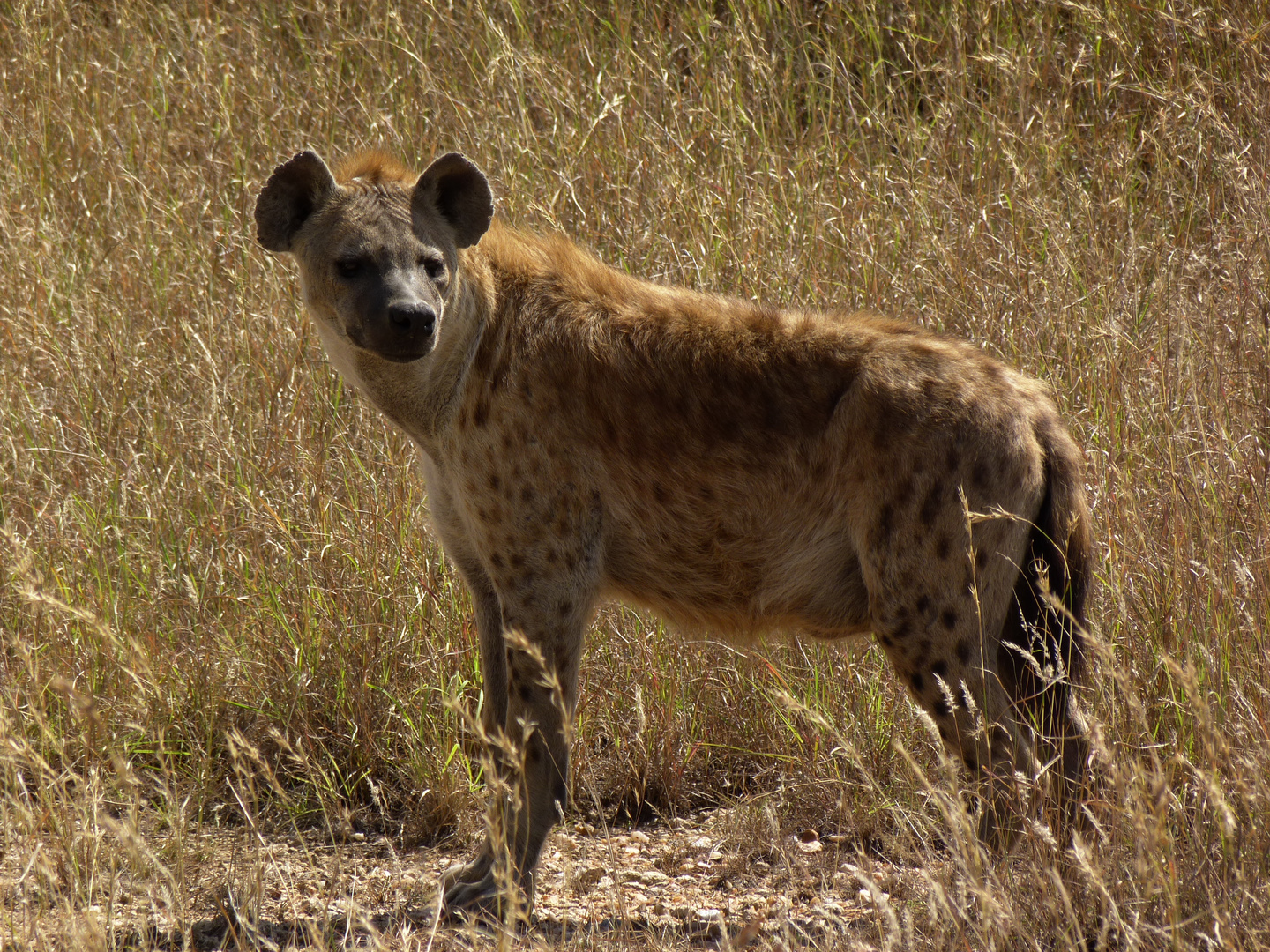 Hyäne in der Serengeti