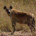 Hyäne in der Serengeti