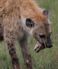 Hyäne mit Beute Anteil