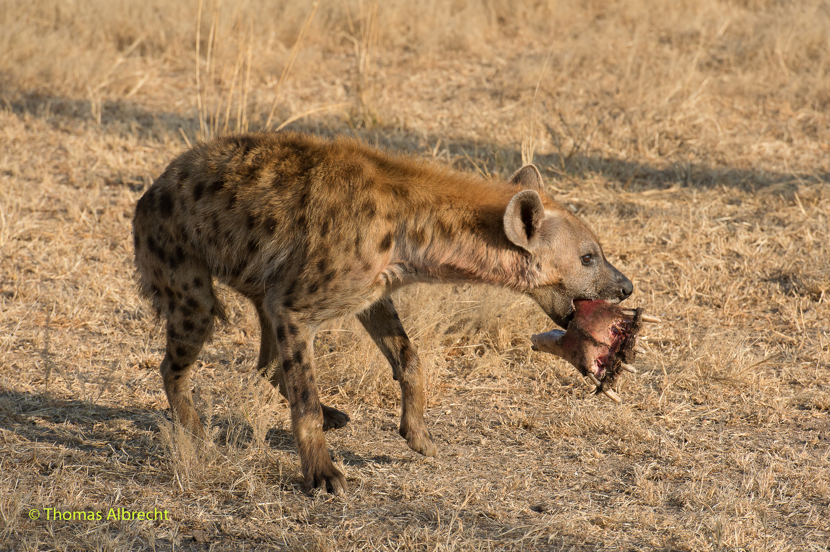 Hyäne mit den Resten eines Hippos