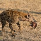 Hyäne mit den Resten eines Hippos