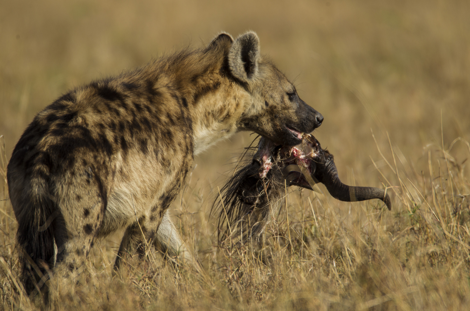 Hyäne mit Gnuschädel Foto & Bild tiere, wildlife, säugetiere Bilder auf