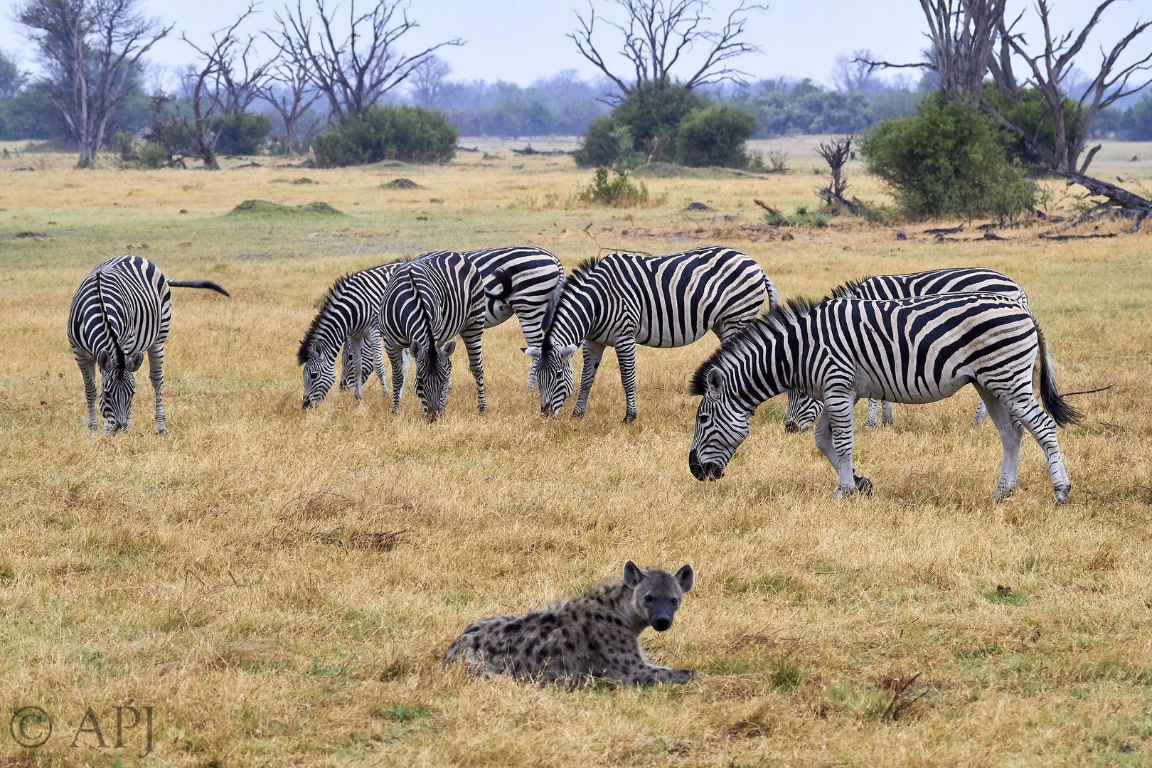 Hyaene mit Zebras