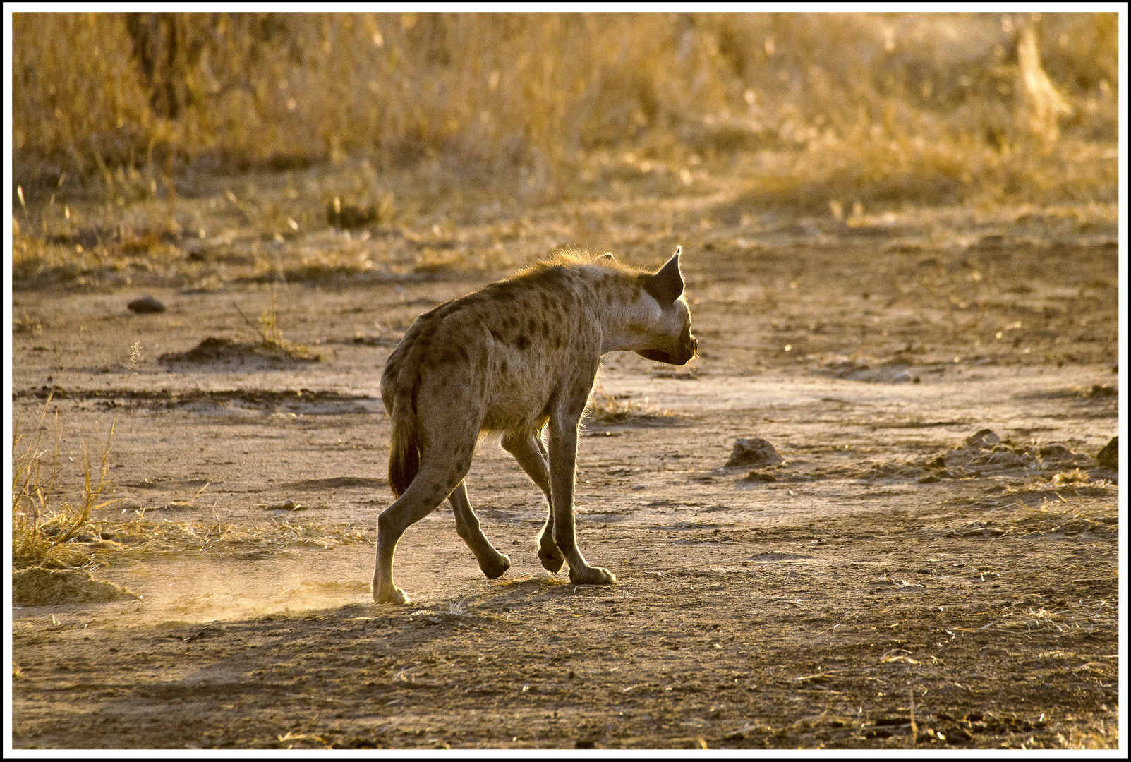 Hyäne, Ruaha-Nationalpark, Tansania, 12.10.2016