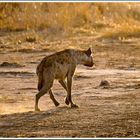 Hyäne, Ruaha-Nationalpark, Tansania, 12.10.2016