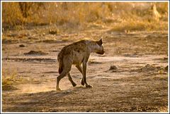 Hyäne, Ruaha-Nationalpark, Tansania, 12.10.2016