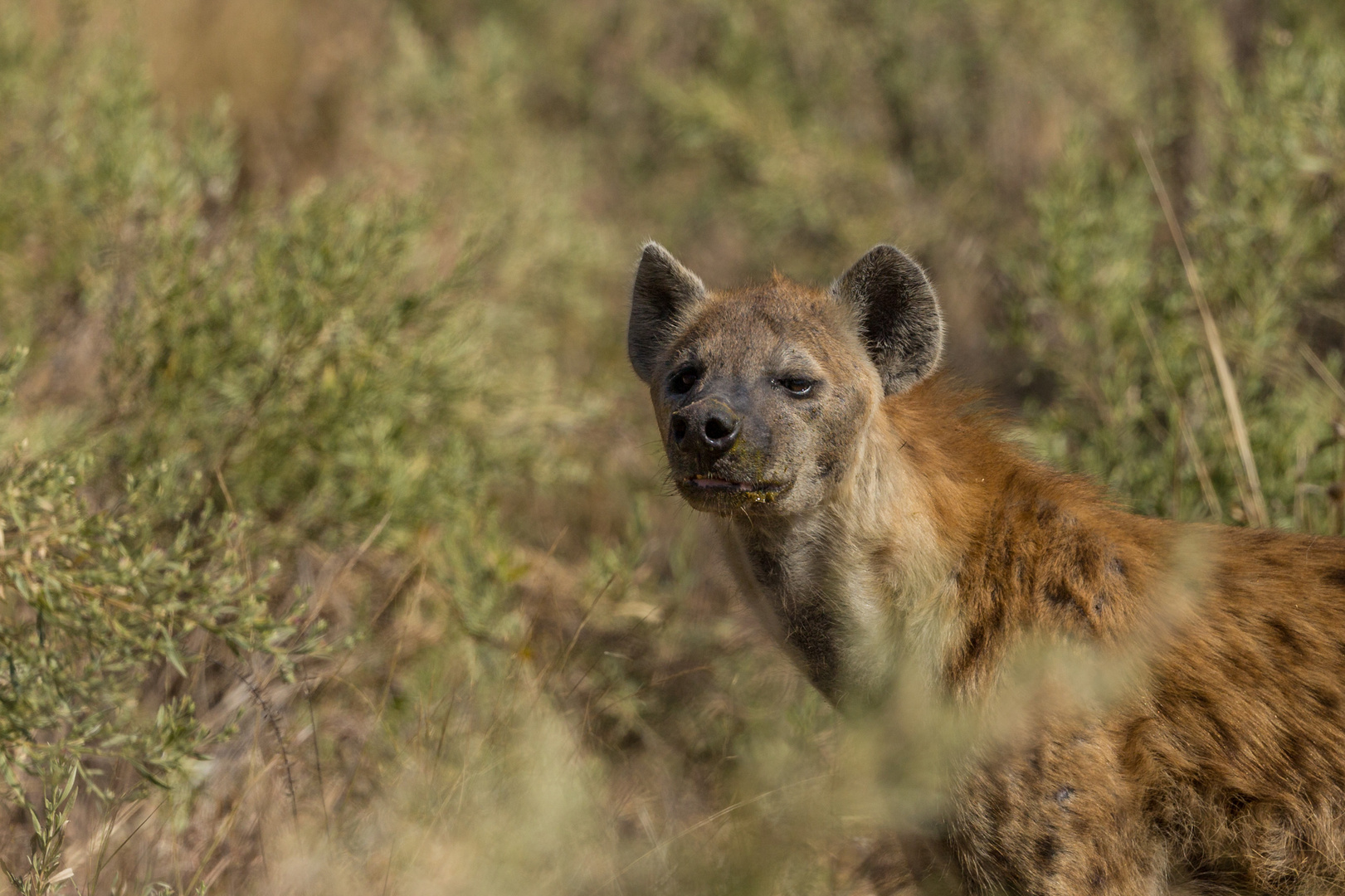 Hyäne wittert einen Kuduriss