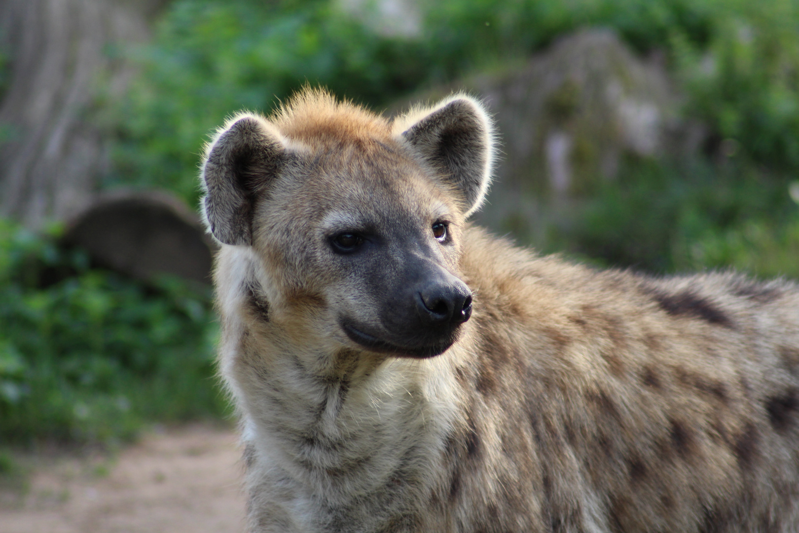 Hyäne - Zoo Leipzig