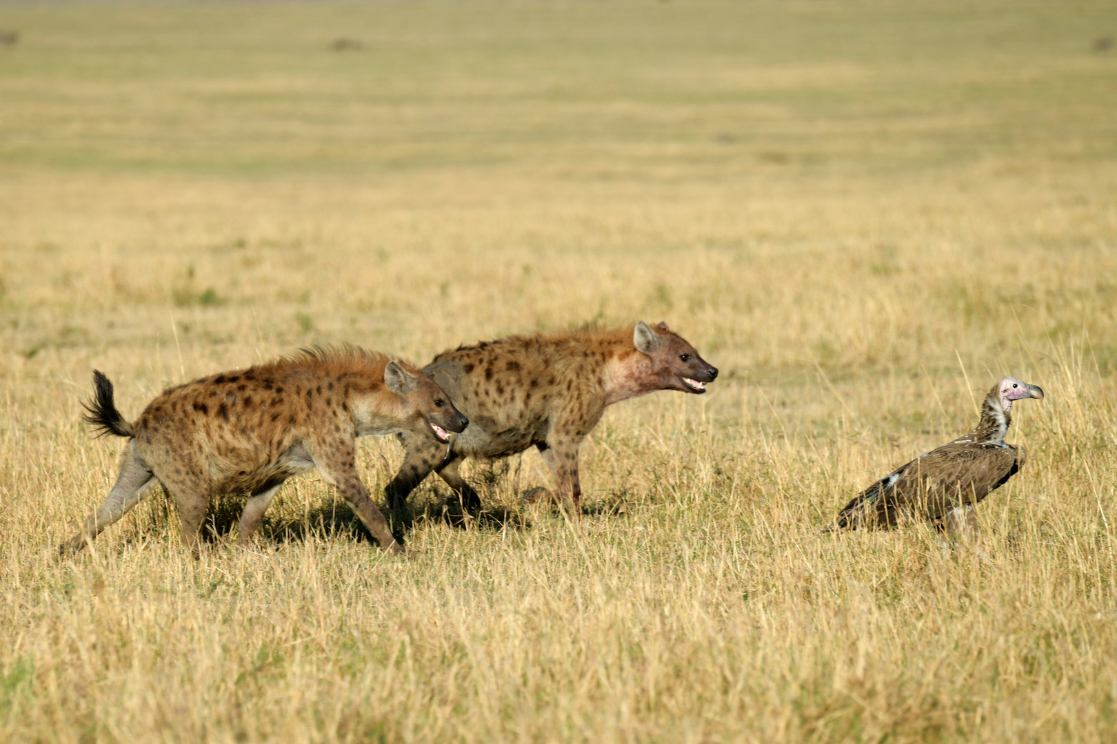 Hyänen 2 auf der Suche nach dem Frühstück 