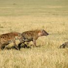 Hyänen 2 auf der Suche nach dem Frühstück 