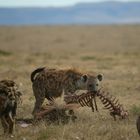 Hyänen 3 im Streit mit Geiern