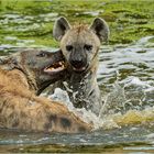 Hyänen beim Spielen