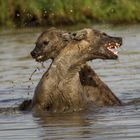 Hyänen beim Wassersport