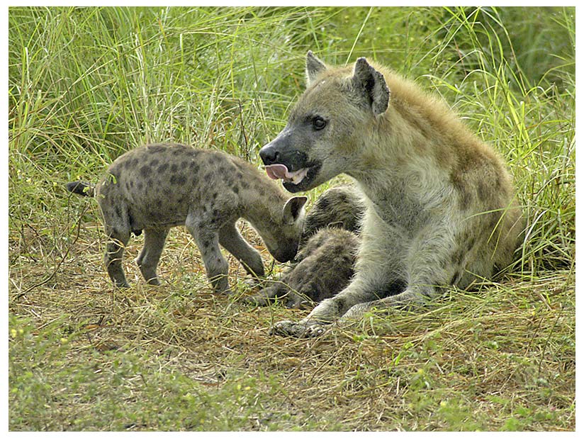 Hyänen-Familie
