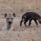 Hyänen-Familie am Bau
