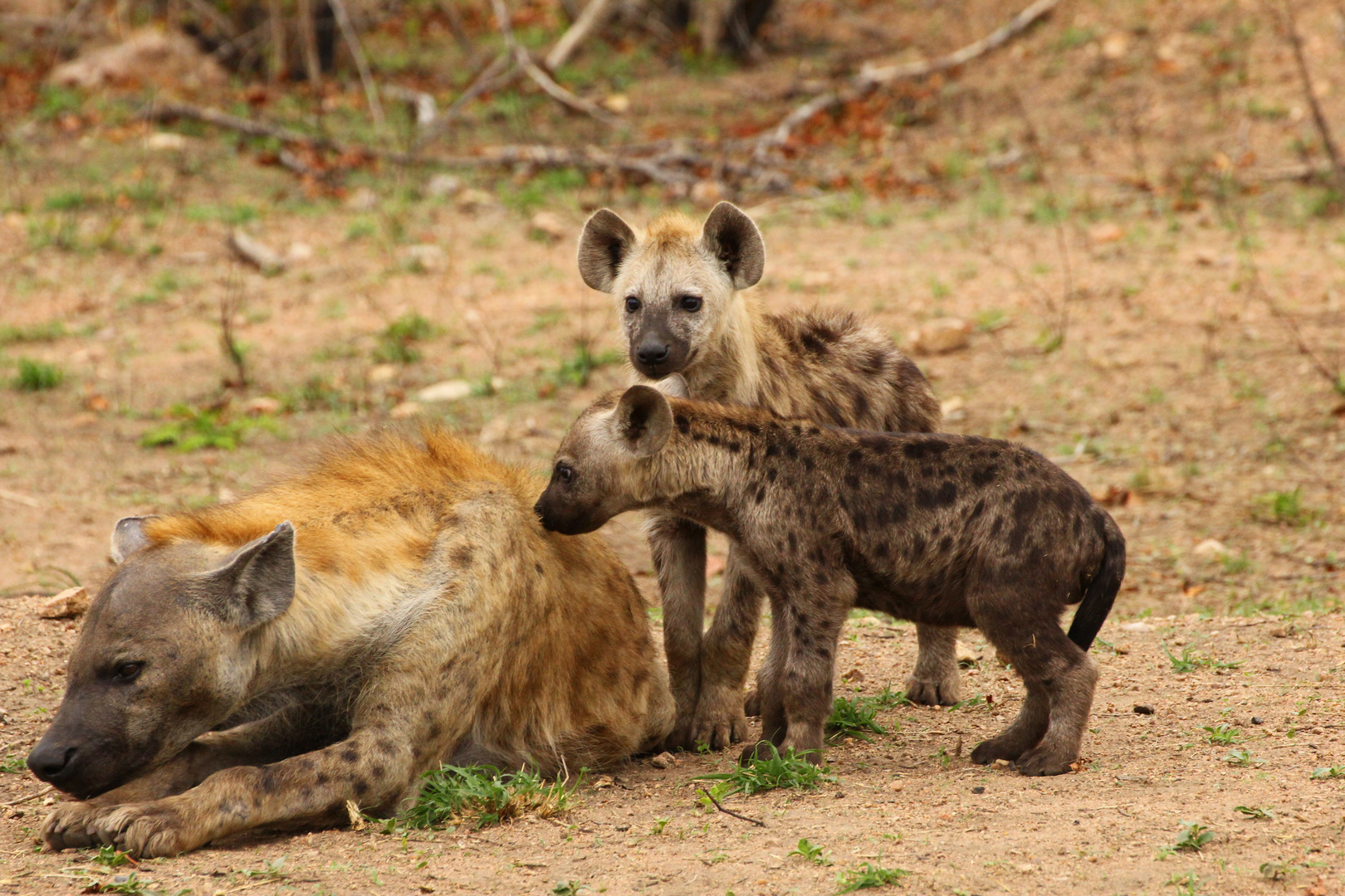 Hyänen-Familie im Krüger-Park