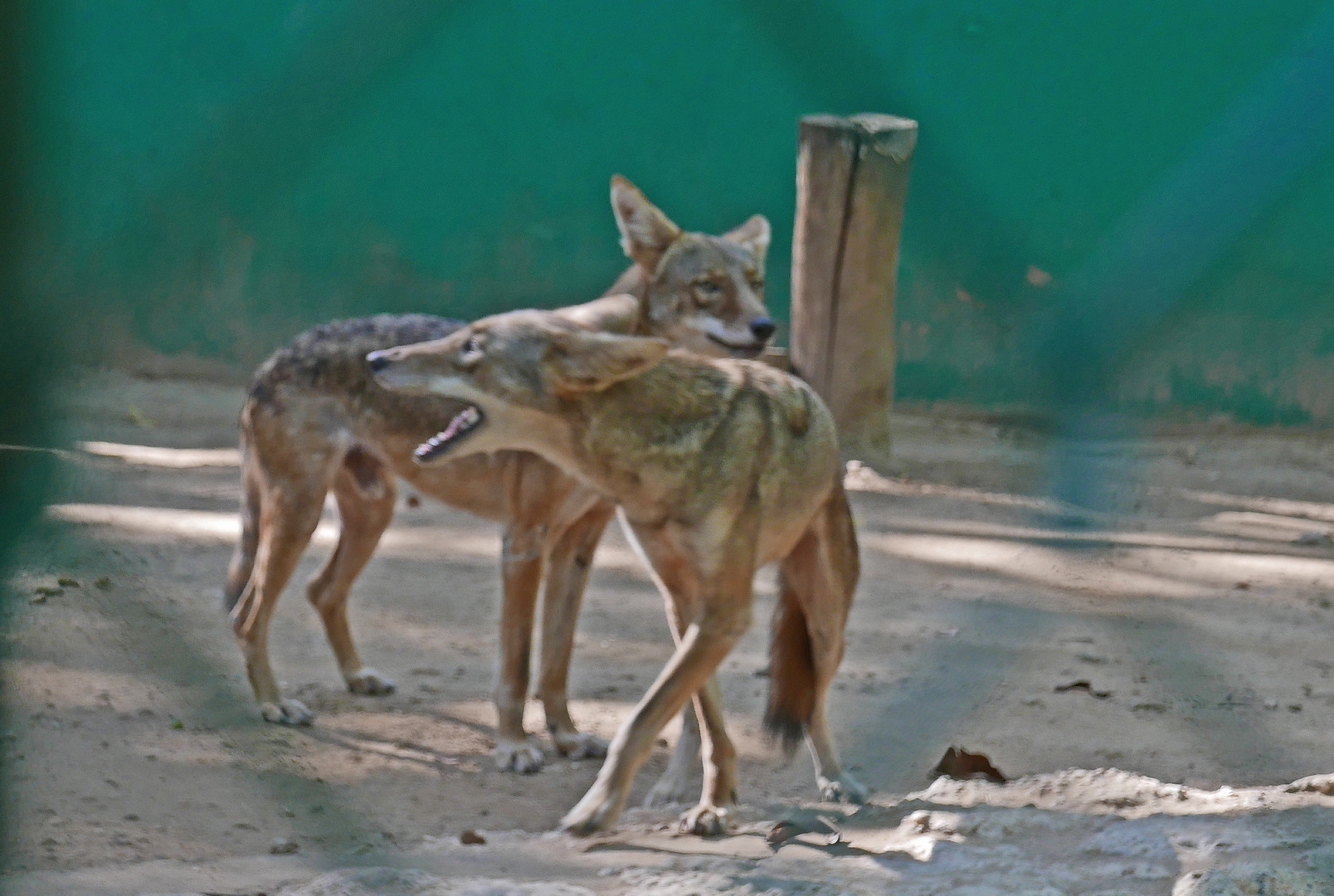 Hyänen im Zoo