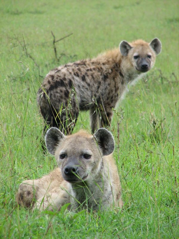 Hyänen in der Masai Mara