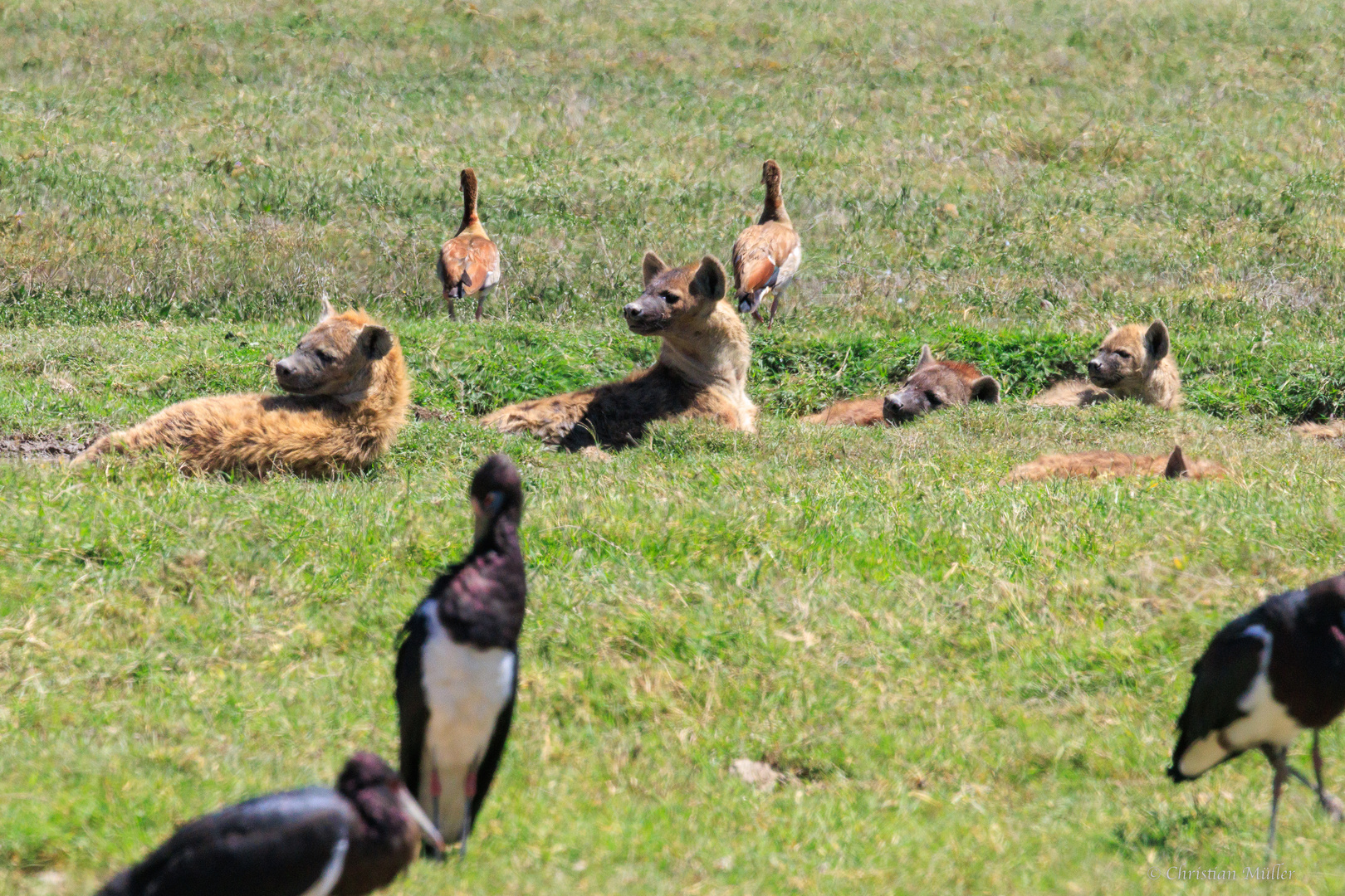 Hyänen in der Serengeti