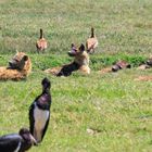 Hyänen in der Serengeti