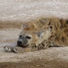Hyänen mon amour - Ndoha Plain - Serengeti - Tanzania