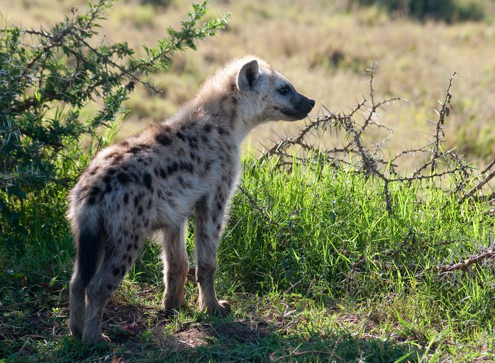 Hyänen Nachwuchs