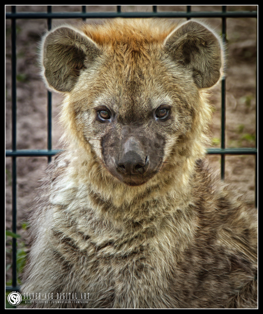 Hyänen Portrait