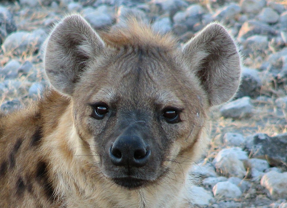 Hyänen sind wundervolle Tiere