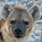 Hyänen sind wundervolle Tiere