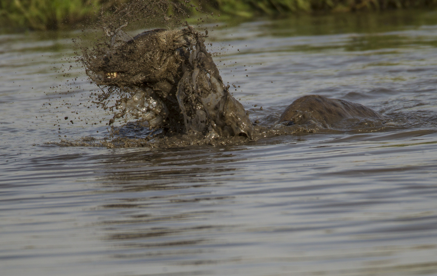 Hyänen Wasserspiel.