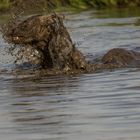 Hyänen Wasserspiel.