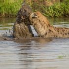 Hyänen Wasserspiel