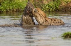 Hyänen Wasserspiel