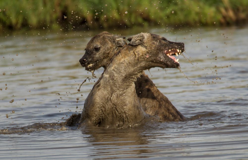 Hyänen Wassersport 2