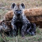 Hyänenbaby