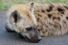 Hyänenbaby (3)