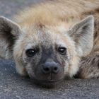 Hyänenbaby (6)