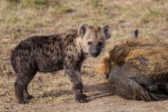 Hyänenbaby