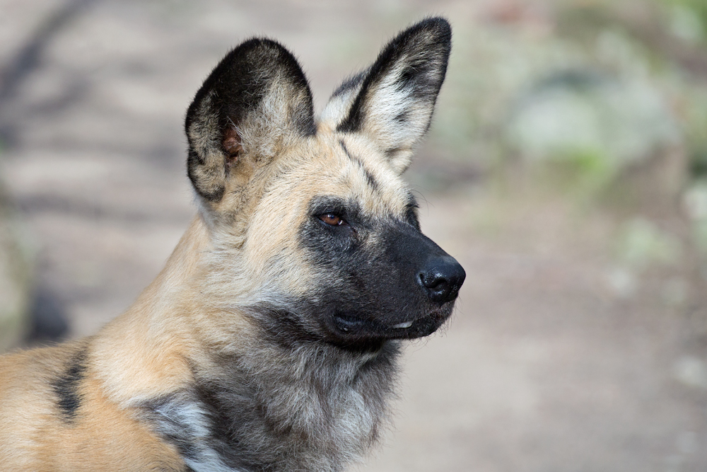 Hyänenhund