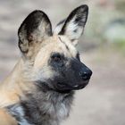 Hyänenhund