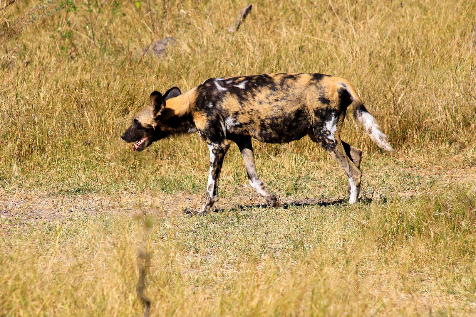 Hyänenhund Wildhund auf Fährte