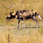 Hyänenhund Wildhund auf Fährte