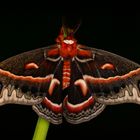 Hyalophora cecropia #2