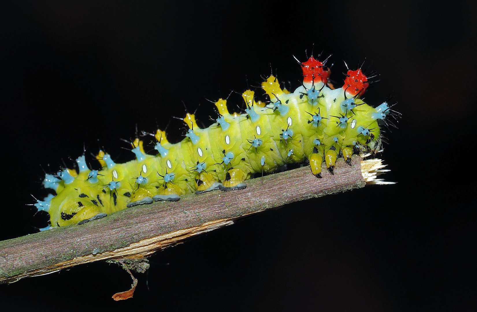 Hyalophora cecropia