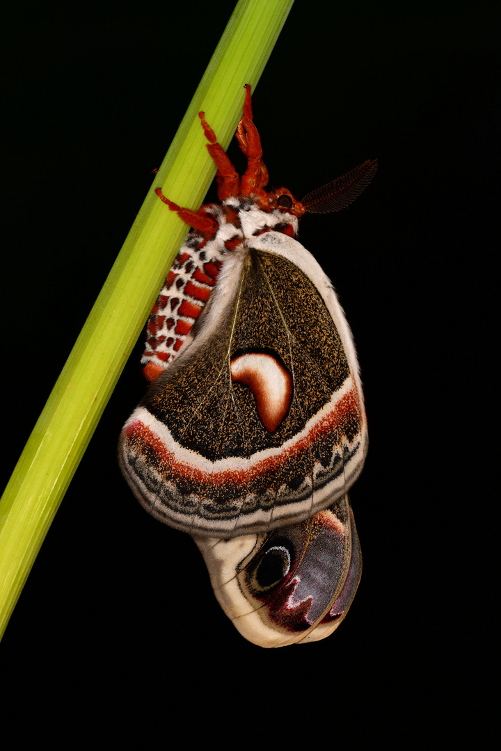 Hyalophora cecropia #3
