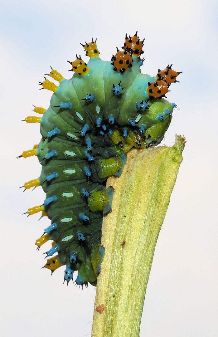 Hyalophora cecropia ...